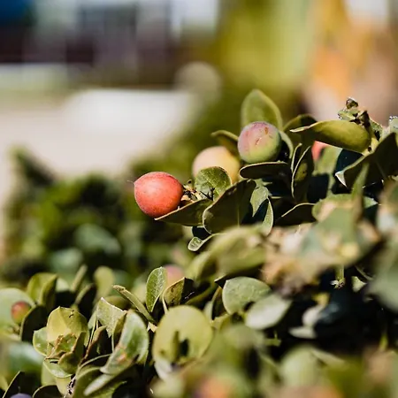 Lejlighed Atlantis Gardens *