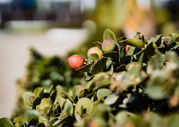 Apartment Atlantis Gardens *